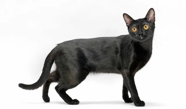 Порода кошек бомбейская фото цена Bombay Cat Breed Information Cat breeds, Bombay cat, American shorthair cat