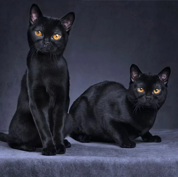 Порода кошек бомбейская фото цена Willing to Chance Your Luck? Check Out These 11 Black Cat Breeds - B & W animals