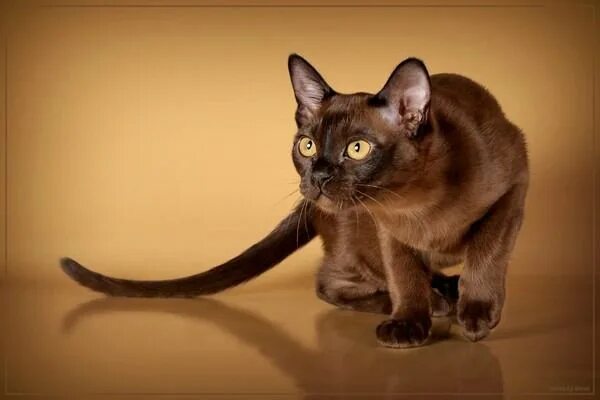 Порода кошек бурма фото Кошка Бурма Rare cats, Cat breeds, Burmese cat