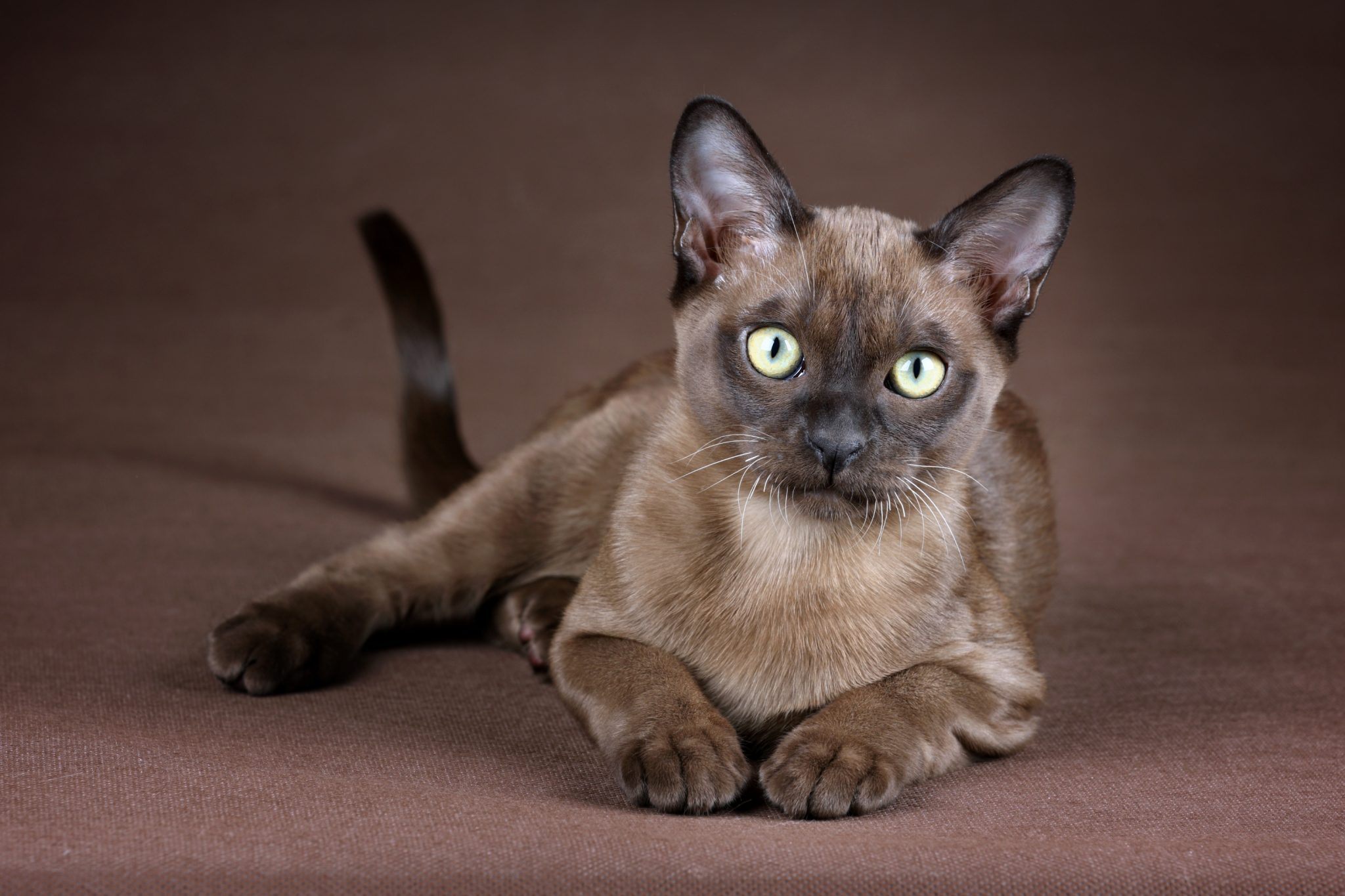 Порода кошек бурма фото цена 12 Incredible Burmese Cat Facts That All Cat Lovers Should Know! - Catster