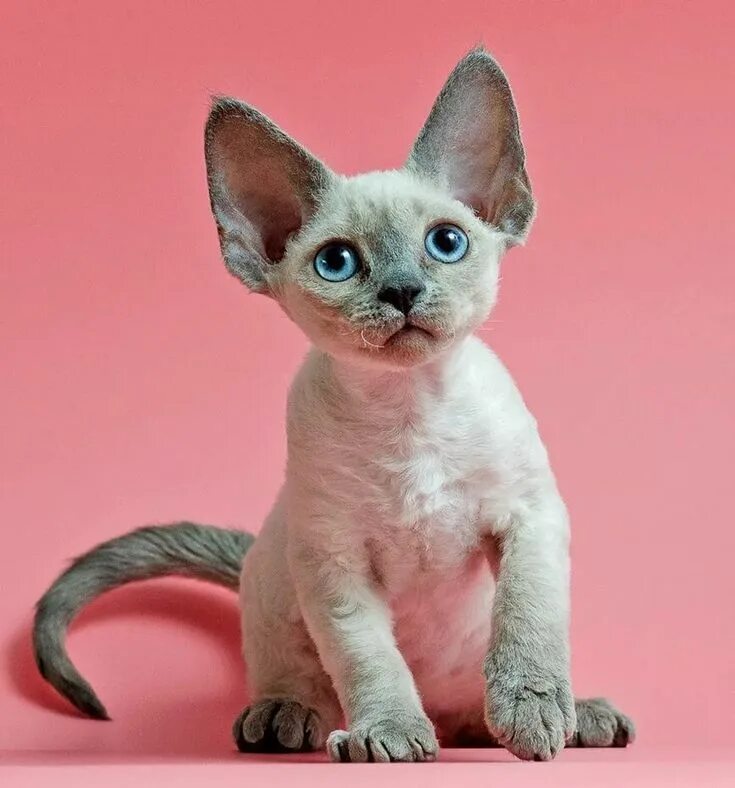 Порода кошек девон рекс фото Devon Rex cats Animali, Arca di noè