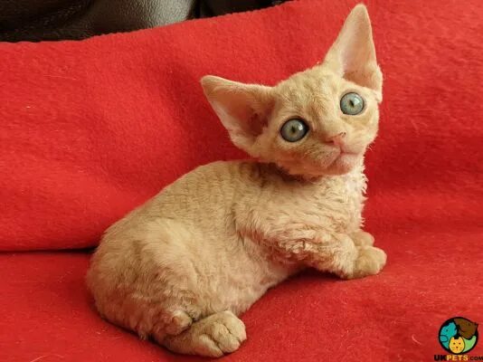 Порода кошек девон рекс фото Devon Rex Cat Breed UKPets