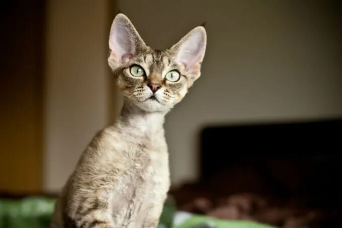 Порода кошек девон рекс фото цена Devon Rex Cat Breed Information, Pictures, Characteristics & Facts Devon rex cat