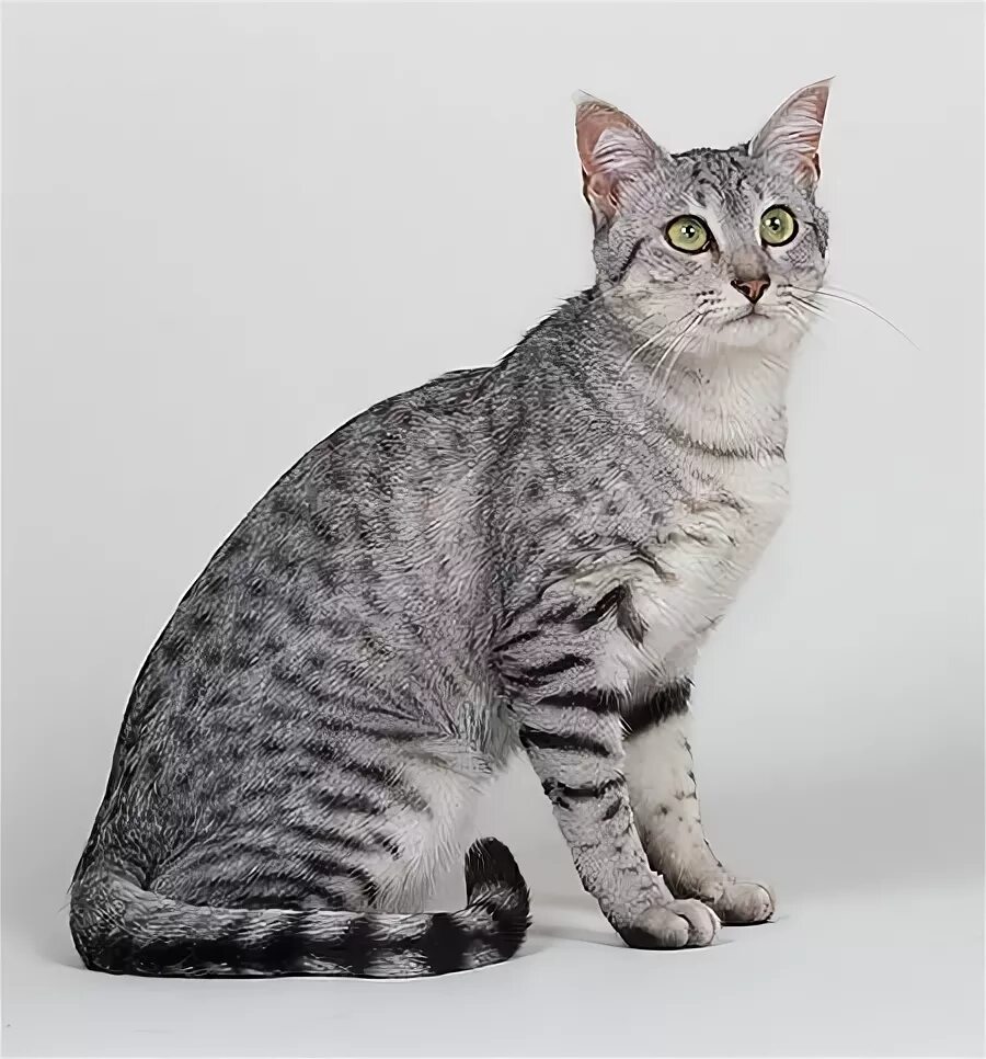 Порода кошек египетская мау фото mau egipcio / Egyptian mau http://es.wikipedia.org/wiki/Mau_egipcio http://en.wi