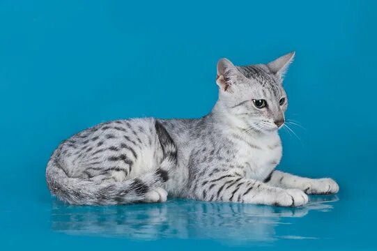 Порода кошек египетская мау фото "Egyptian Mau" Зображення - огляд 385 Стокові фото, векторні зображення й відео 