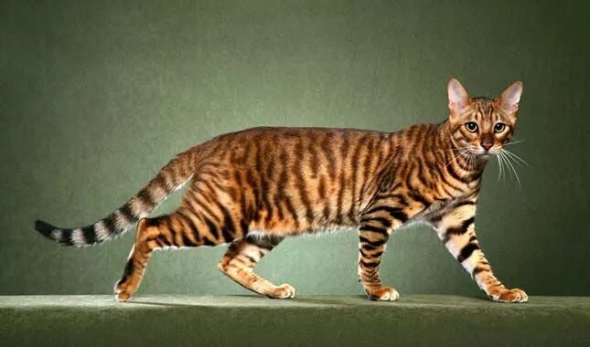 Порода кошек фото окрас кошка тойгер Toyger cat, Cat breeds, Wild cats