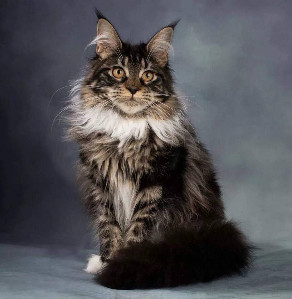 Порода кошек фото цена Pin on Maine ❤ Coon ❤