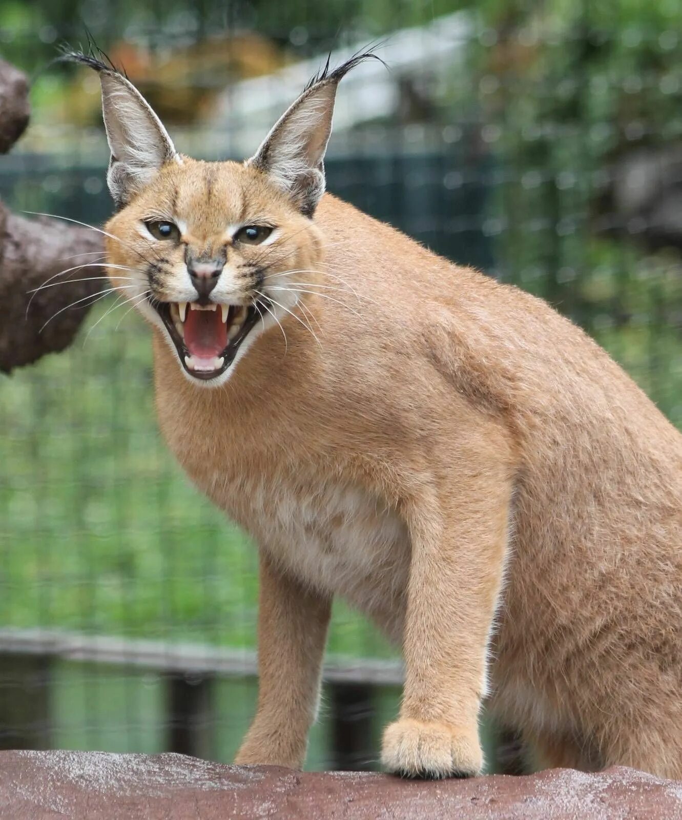 Порода кошек каракал фото Caracal " Uilen- en Dierenpark "de Paay" Gallery