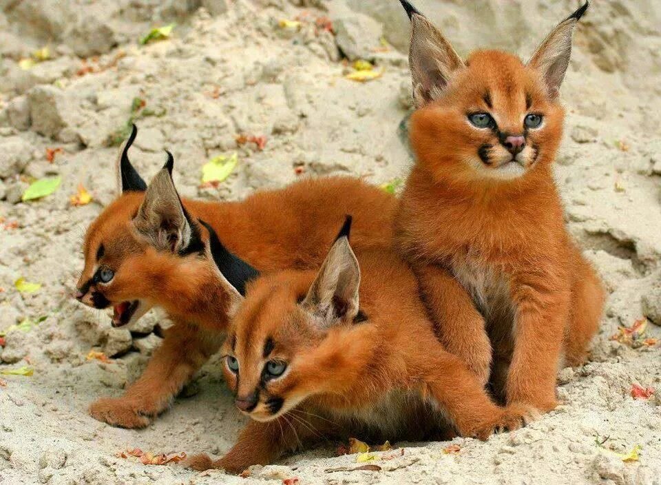 Порода кошек каракал фото цена в рублях Qué hermosura!!! Baby animals, Cute animals, Caracal kittens