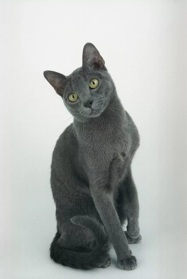 Порода кошек карат фото Korat cat Russian blue cat, Korat cat, Cat care