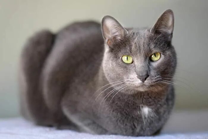 Порода кошек карат фото Korat, el gato de los poemas. Origen y carácter Korat, Gatos, Gato exotico