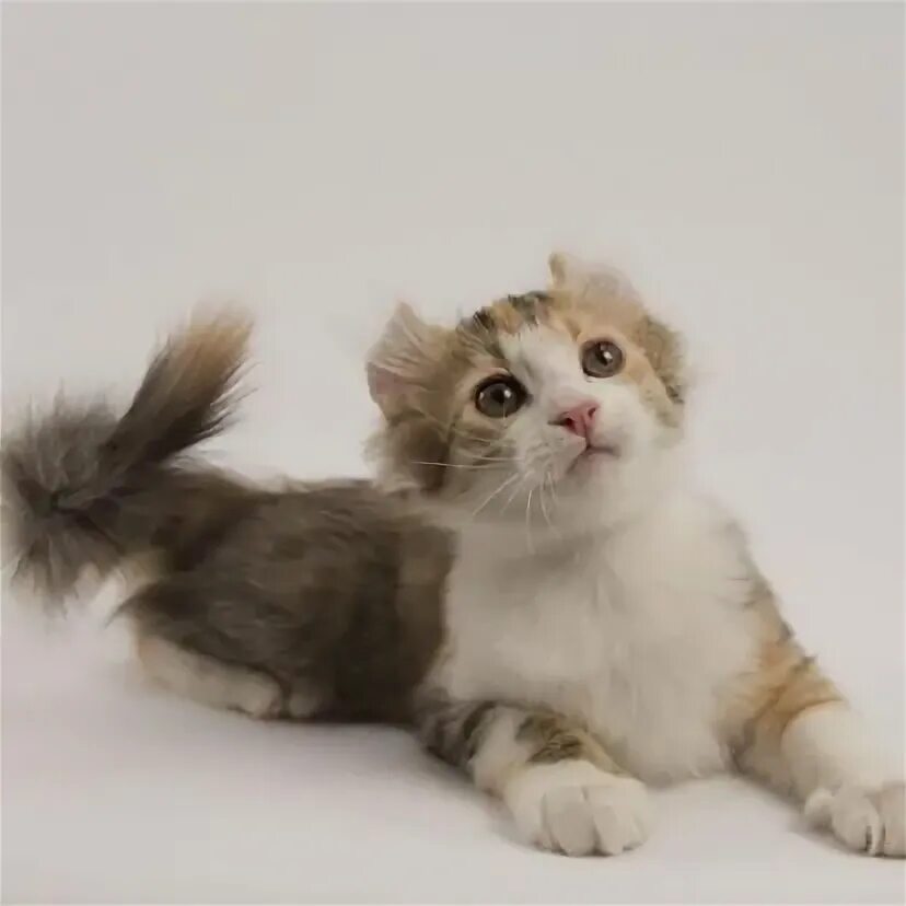 Порода кошек керл фото American Curl Cat - http://catbreedsinformation.com/american-curl-cat/ The Ameri