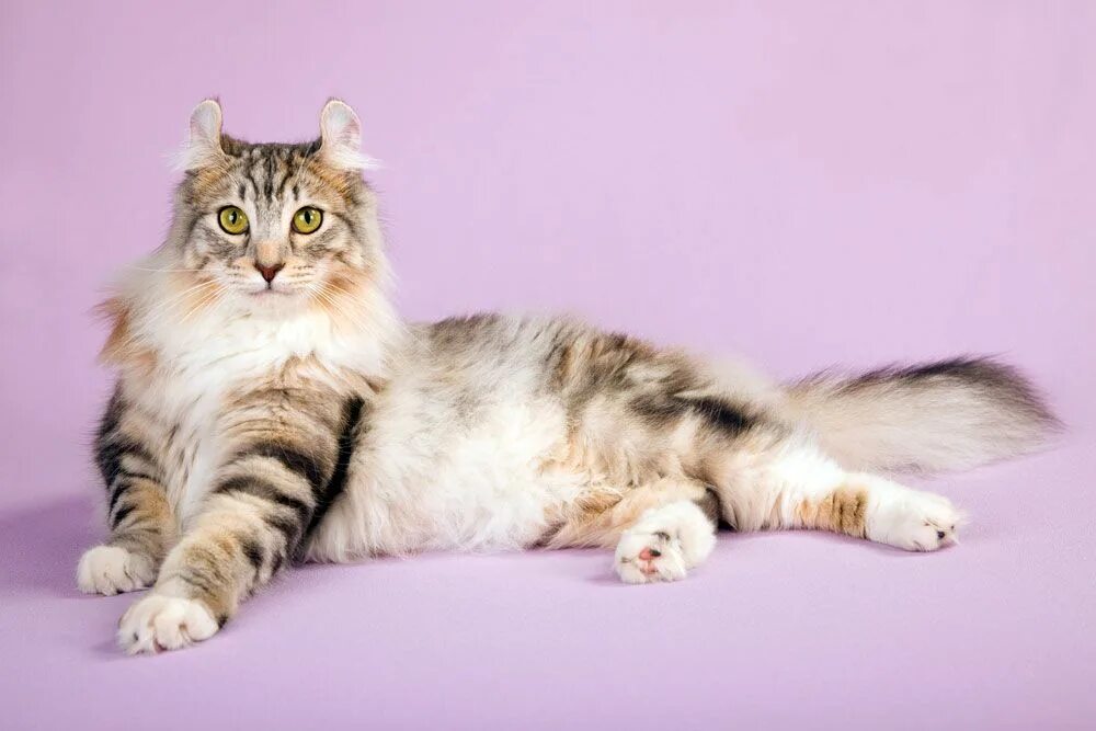 Порода кошек керл фото Résultat de recherche d'images pour "AMERICAN CURL" Cat breeds, American curl, C