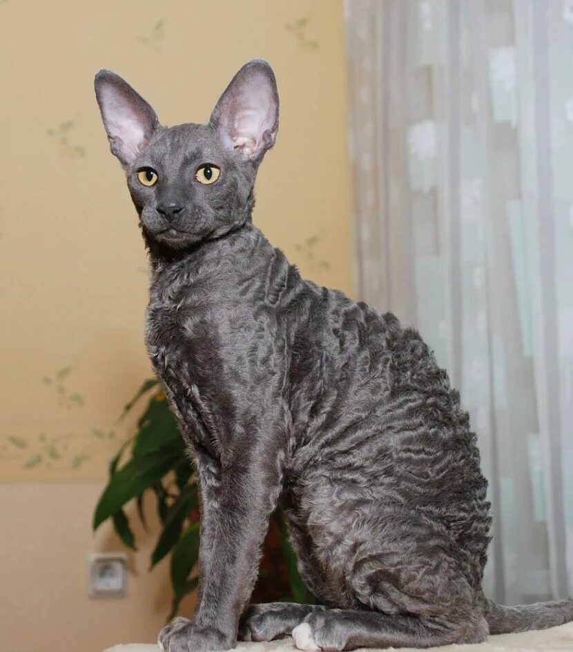 Порода кошек корниш рекс фото Корниш рекс (cornish rex) - это одна из самых интересных пород в мире.