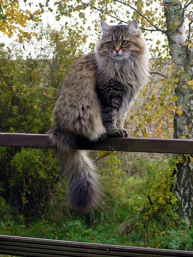 Порода кошек лесная сибирская фото File:Siberian cat in summercoat.JPG - Wikipedia