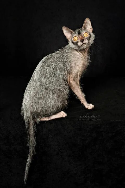 Порода кошек лика фото Werewolf cats. Lykoi. Cat breeds, Lykoi cat, Werewolf cat