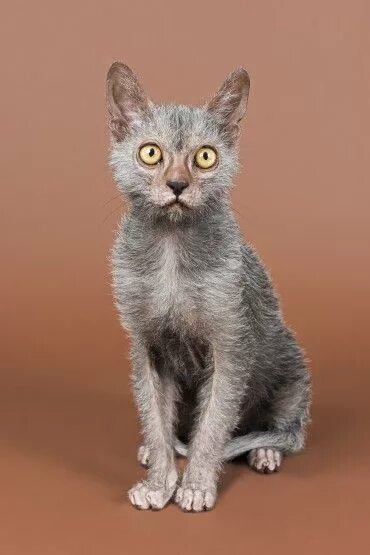 Порода кошек лика фото The Lykoi cat - A new breed Pets4Homes Lykoi cat, Cat breeds, Cats