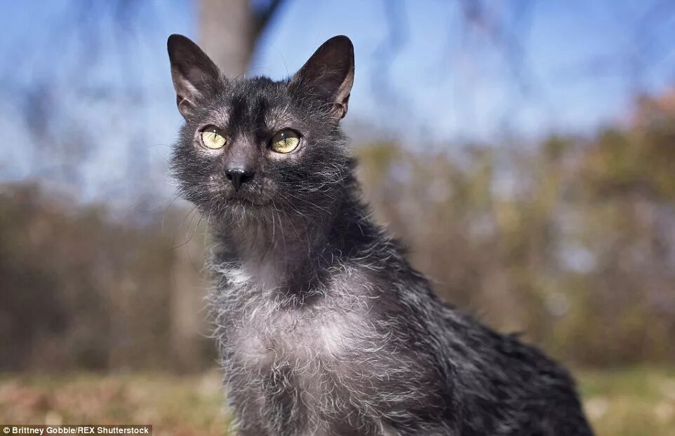 Порода кошек ликой фото Unique Lykoi breed of cat christened 'werewolf cats' see a surge in popularity