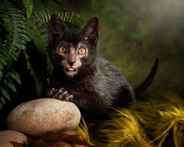 Порода кошек ликой фото Lykoi, The Werewolf Cat - Kittens Whiskers Cat breeds, Werewolf cat, Cats