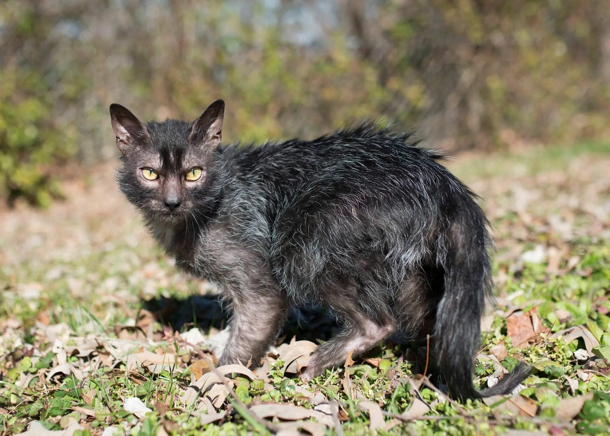 Порода кошек ликой фото Pin on Cute Kitties Lykoi cat, Werewolf cat, Cat breeds