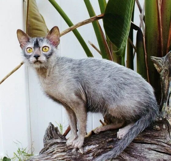 Порода кошек ликой фото цена Gatos con: Los gatos Lykoi, los gatos lobo Werewolf cat, Lykoi cat, Cat breeds