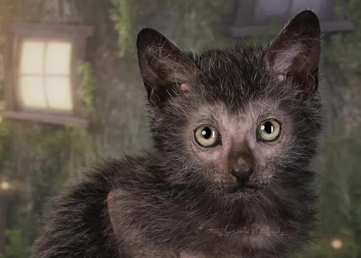 Порода кошек ликой фото цена The Lykoi, also called the 'Werewolf cat', is a natural mutation from a domestic