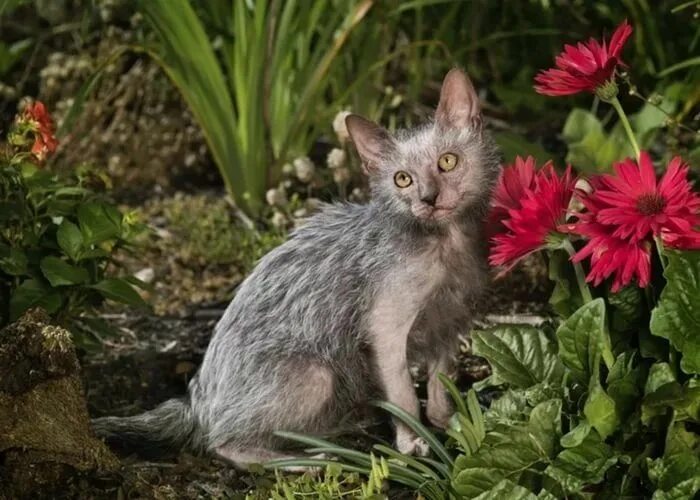 Порода кошек ликой фото цена Related image Werewolf cat, Lykoi cat, Lykoi