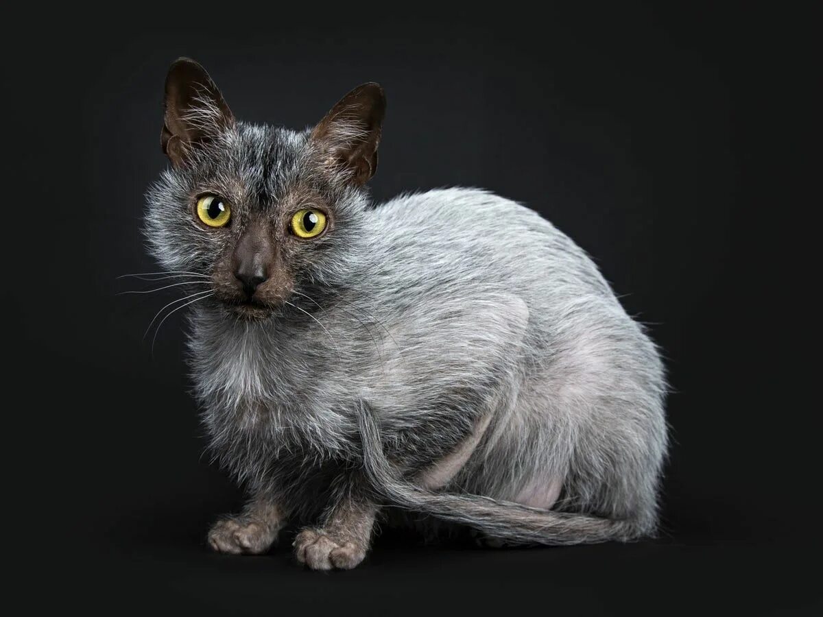 Порода кошек ликой фото цена This Werewolf Cat Breed - Lykoi - Acts Like a Dog Lykoi cat, Werewolf cat, Cat b