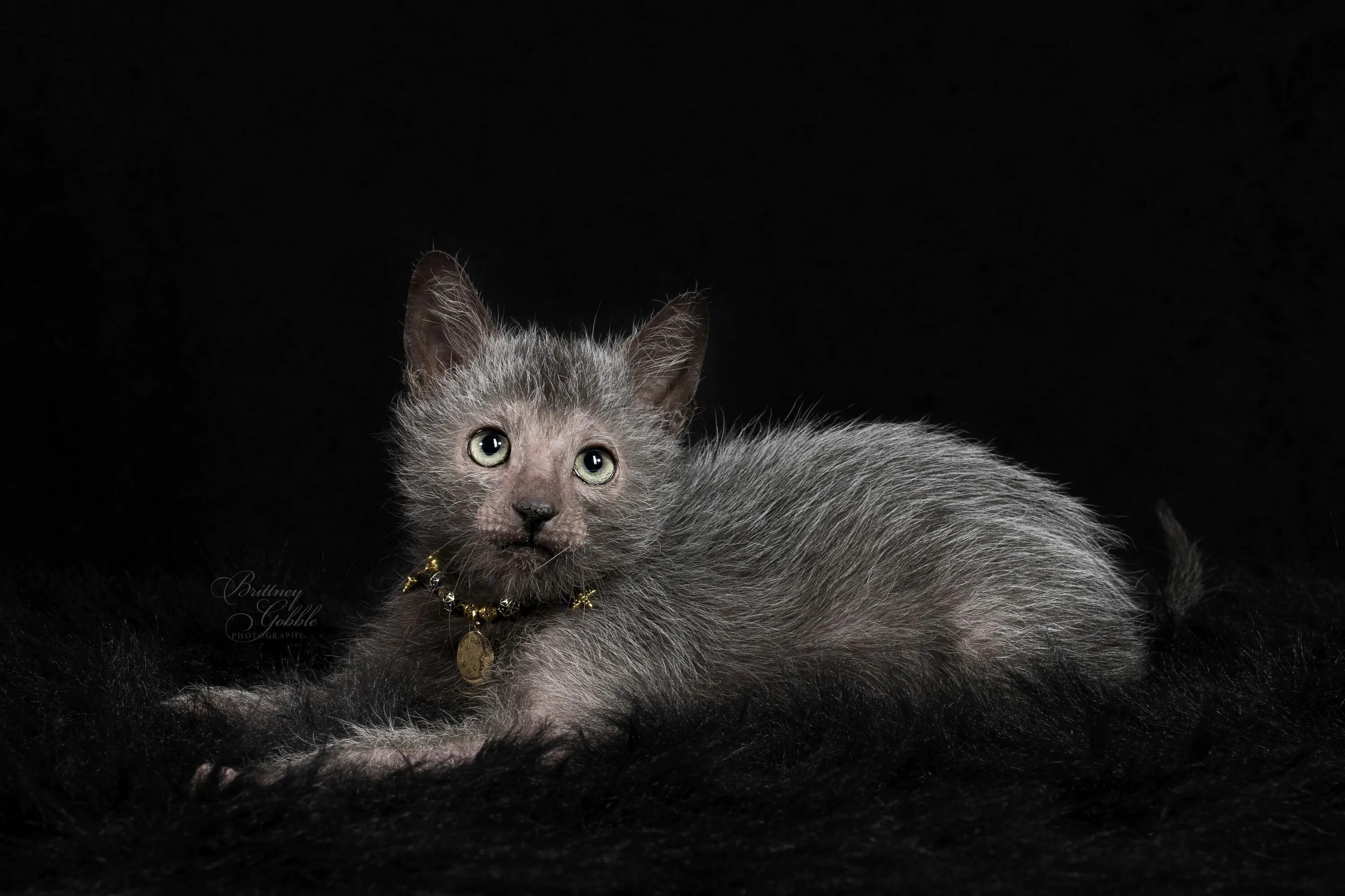 Порода кошек ликой фото цена Have You Ever Seen a 'Werewolf Cat'? Werewolf cat, Lykoi cat, Cats