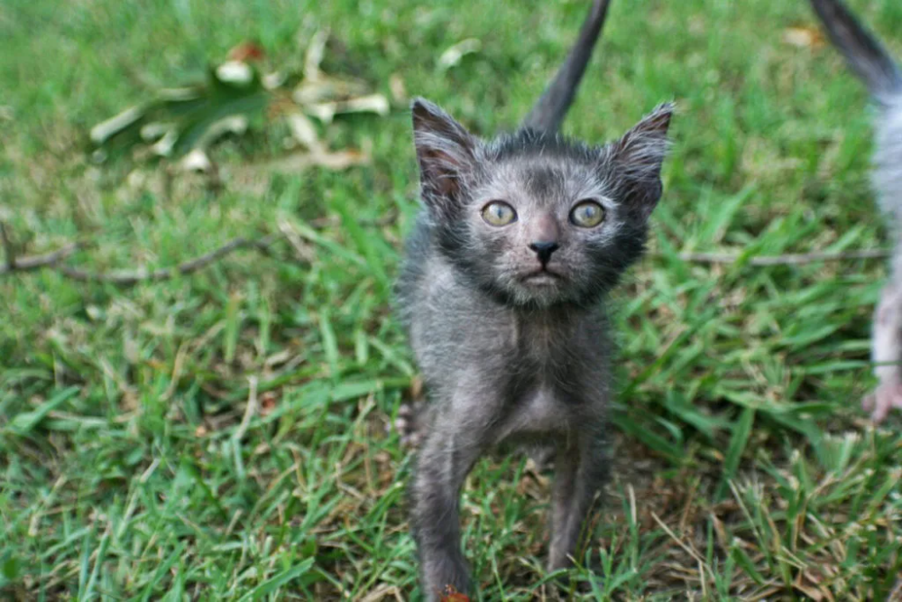 Порода кошек ликой фото цена Гипоаллергенные породы кошек: 10 пород (30 фото) Werewolf cat, Lykoi cat, Kitten