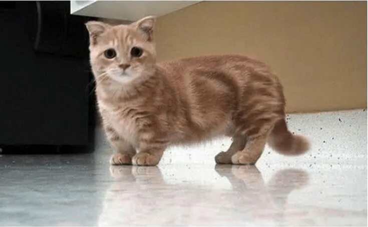 Порода кошек манчкин фото These Munchkin Kitten Photos Will Put A Smile On Your Face Munchkin cat, Munchki