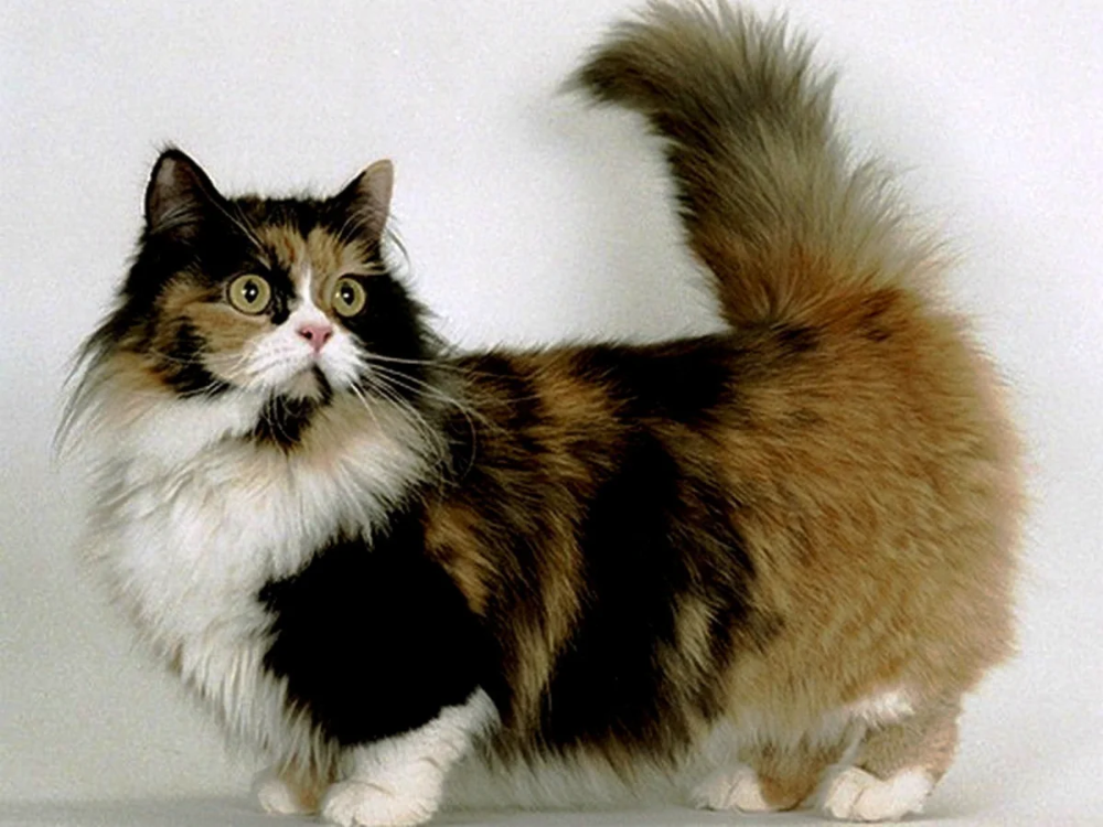 Порода кошек манчкин фото Самые маленькие породы кошек Cat breeds, Munchkin cat, Cats