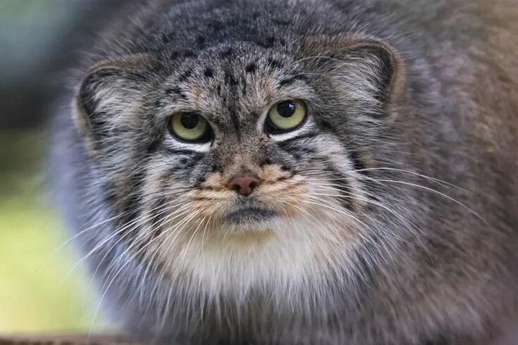 Порода кошек манул фото I Just Discovered Manul Cats And Now My Heart's Beating Really Fast And My Palms