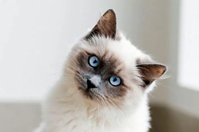 Порода кошек маскарадная фото с голубыми глазами Rescue Ragdoll Kitty Has a Constant Head Tilt. She's Truly Adorable. Cats, Cute 