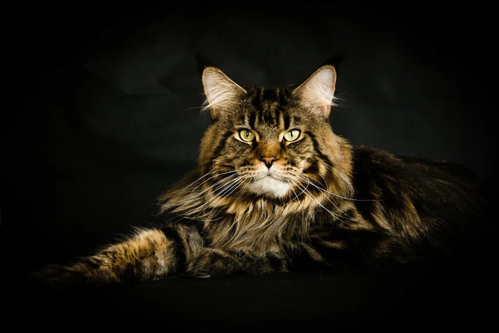 Порода кошек мэйкун фото Pitomnik maine coon LuckyBoS, animal nursery, Екатеринбург, микрорайон ЖБИ, улиц