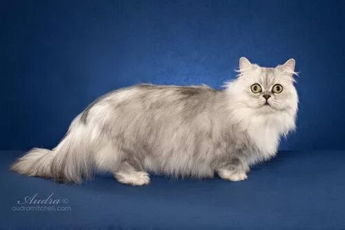 Порода кошек наполеон фото Minuet Longhair Cat Breed (Napoleon Longhair Cat) Cat breeds, Napoleon cat, All 