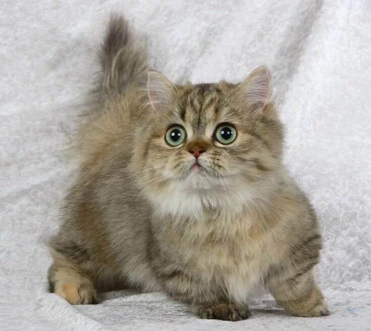 Порода кошек наполеон фото The Napoleon cat is a breed developed from a deliberate cross between the Munchk