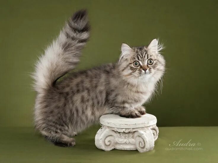 Порода кошек наполеон фото The Napoleon Cat has taken the cat world by storm. Though the breed has been in 