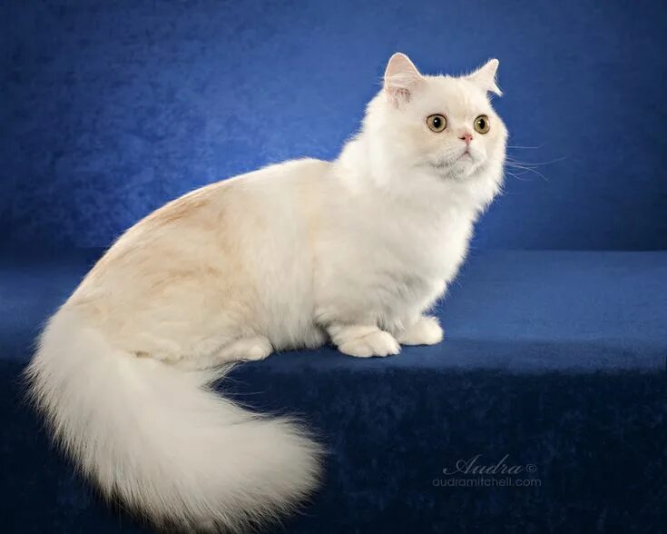 Порода кошек наполеон фото The Napoleon Cat is a feline breed that two distinct features - most notably are