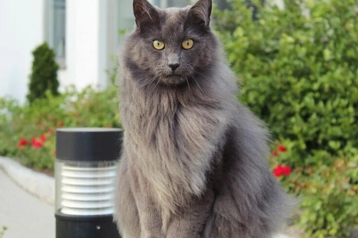 Порода кошек нибелунг фото описание Nebelung Cats Breed - Information, Temperament, Size & Price Pets4Homes Nebelung