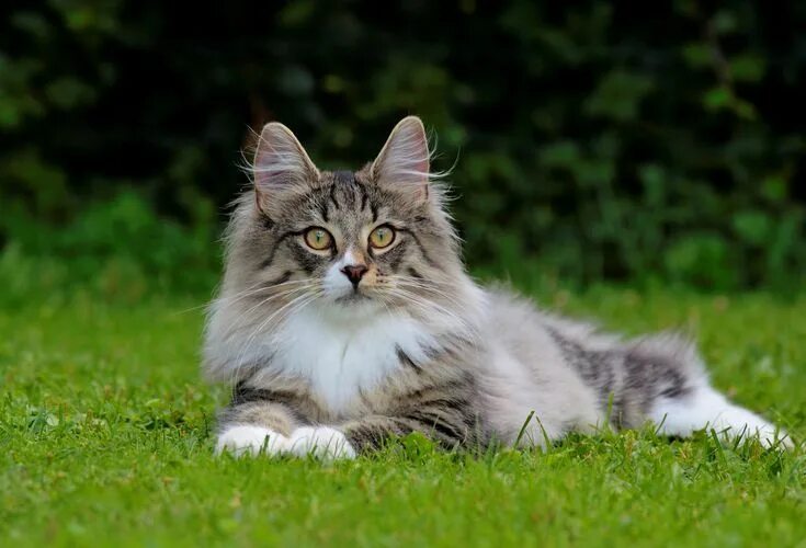 Порода кошек норвежская лесная фото 10 Cat Breeds With Long Hair Cat breeds, Norwegian forest cat, Forest cat