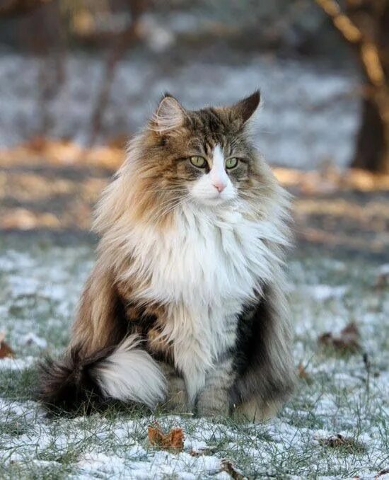 Порода кошек норвежская лесная фото Pin by Aiyesha on Cats Norwegian forest cat, Forest cat, Beautiful cats