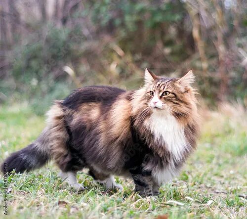 Порода кошек норвежская лесная фото side view of a adult male norwegian forest cat standing over the lawn looking ar