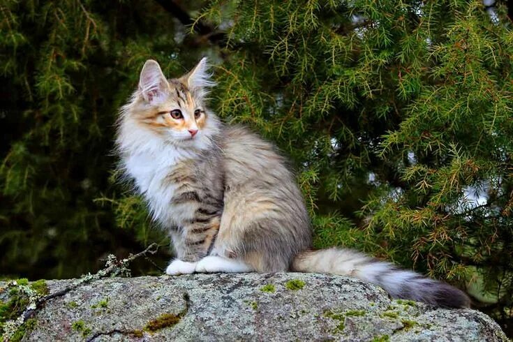 Norwegian Forest Cat Female Resting in Garden Stock Photo - Image of breed, fluf