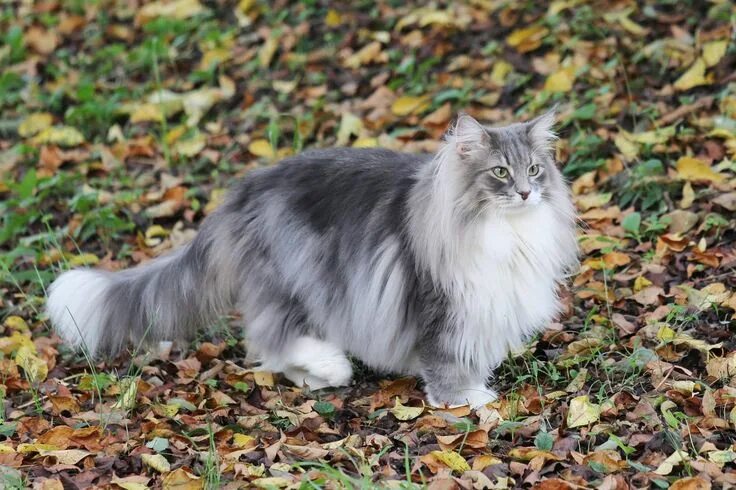 Порода кошек норвежская лесная фото Pin by Susan Leland on Norwegian Forest Cats - Noorse Boskat ❤ Norwegian cat, No