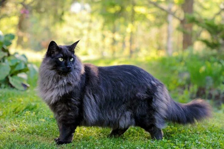 Порода кошек норвежская лесная фото описание породы Pin on Maine coon breed