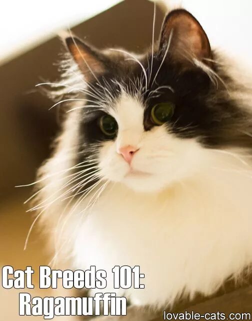 Порода кошек рагамаффин фото Cat Breeds 101 - Ragamuffin!► ► http://lovable-cats.com/cat-breeds-101-ragamuffi