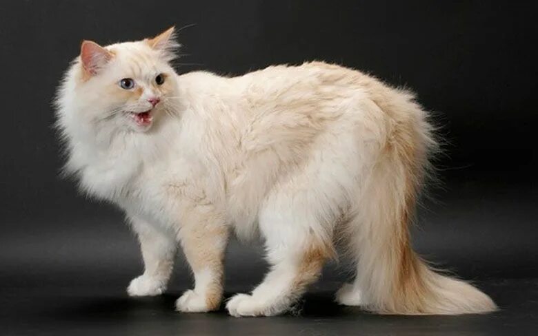 Порода кошек рагамаффин фото Largest Cat Breeds In The World - Top 10 List Cat breeds, Ragamuffin cat, Large 