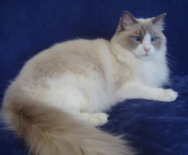 Порода кошек рагамаффин фото Our friend has a Ragdoll, that has the same mitted/bicolor pattern as Dash. Desc