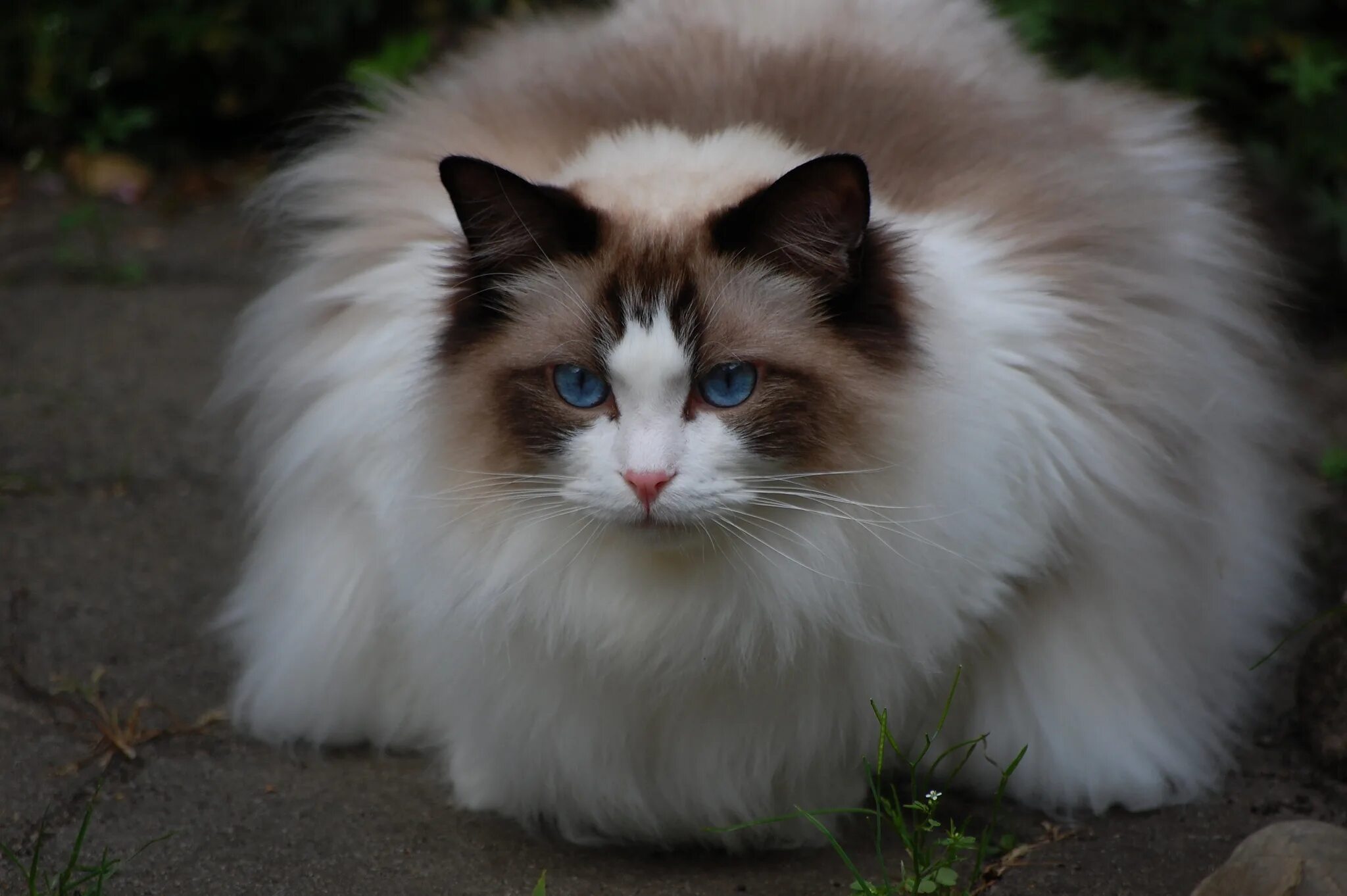 Порода кошек рэгдолл фото цена Fluffy cat ragdoll Desktop wallpapers 600x1024